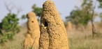 Emas Milli Parkı'nda kaydedilen bir termit höyüğündeki tukan yuvası