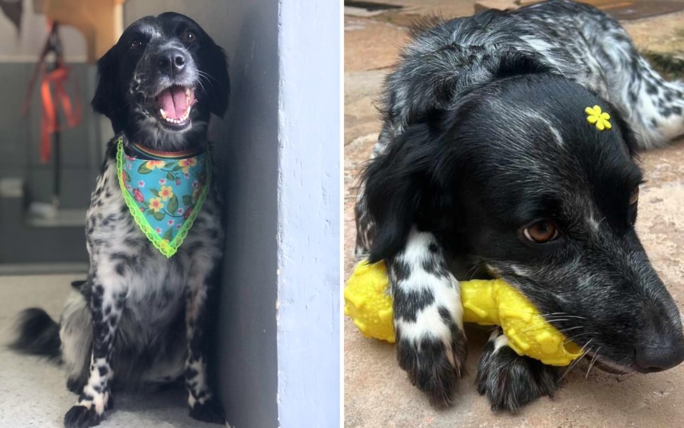 Cadela Haxa, que morreu enforcada em pet shop de Planaltina de Goiás — Foto: Arquivo pessoal/Angélica Alves Fernandes