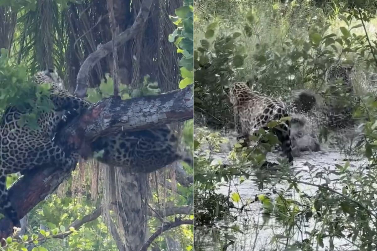 Vídeo flagra briga de onças-pintadas em árvore que termina dentro de rio no Pantanal