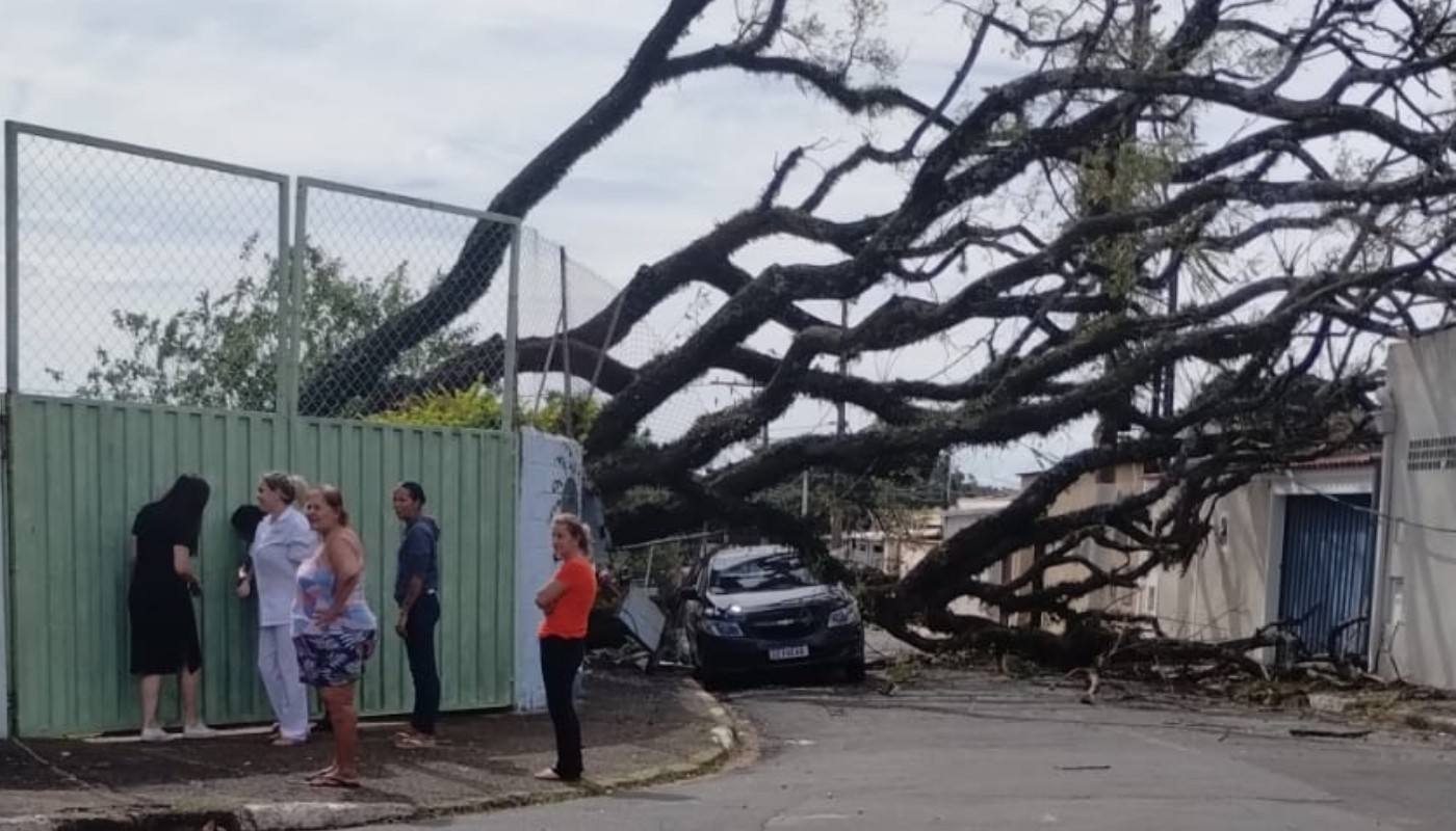Árvore cai, derruba muro de escola estadual e atinge carro em Campinas