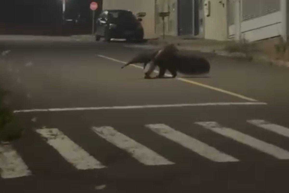 Moradores ficam surpresos ao flagrarem tamanduá-bandeira passeando por rua em cidade do interior de SP: 'É um dinossauro'