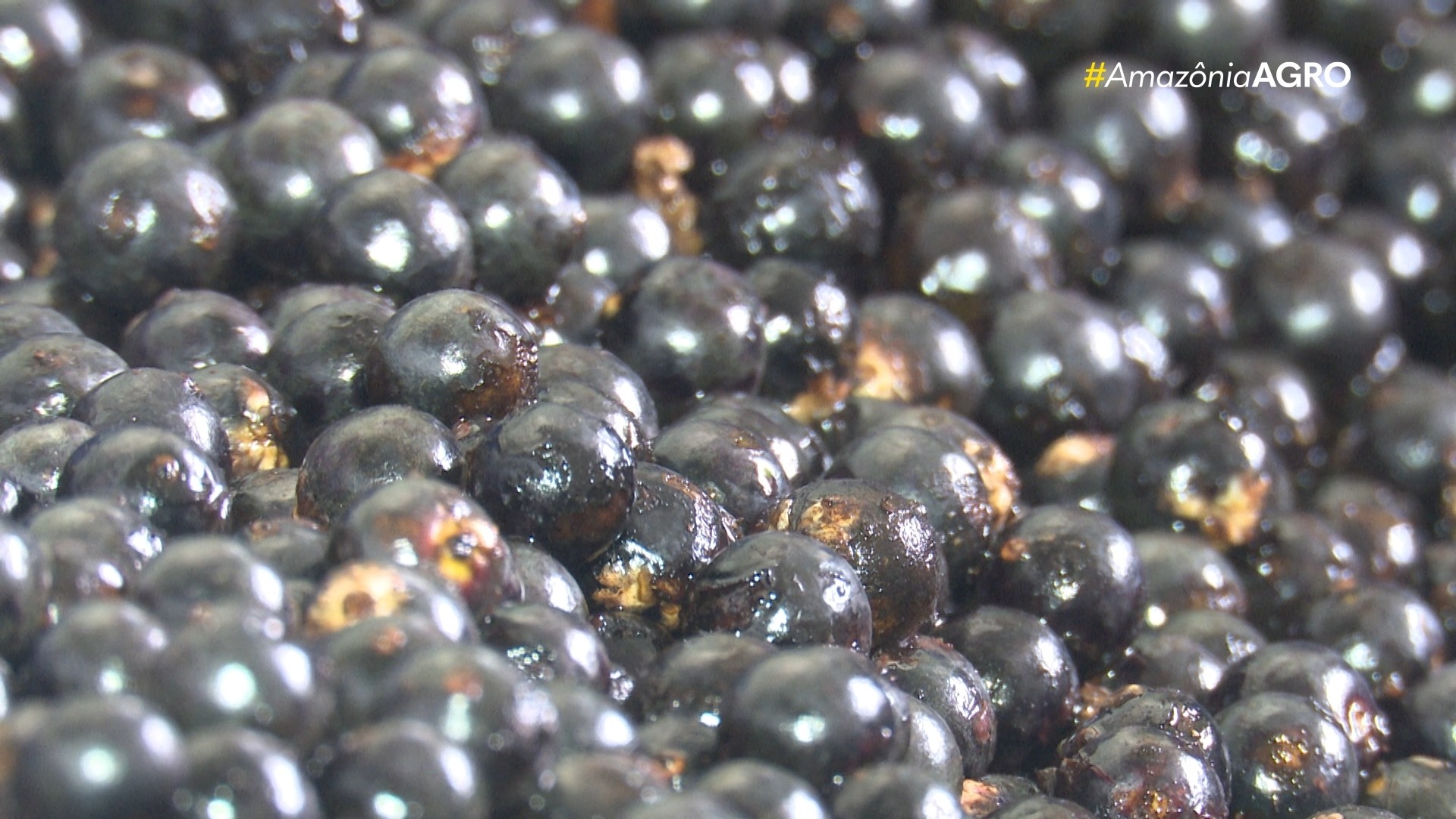 VÍDEOS: Amazônia Agro - Acre deste domingo, 1º de fevereiro de 2026