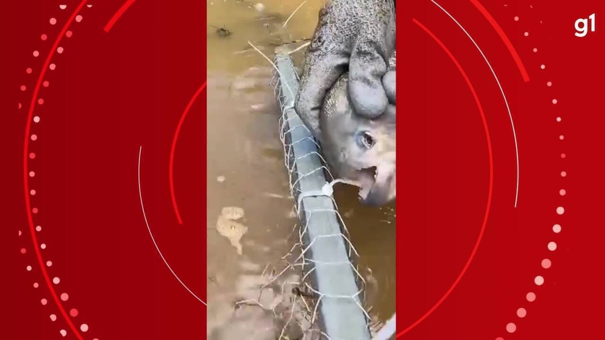 VÍdeo Piranha Corta Armadilha De Pesca Com Os Dentes Afiados E