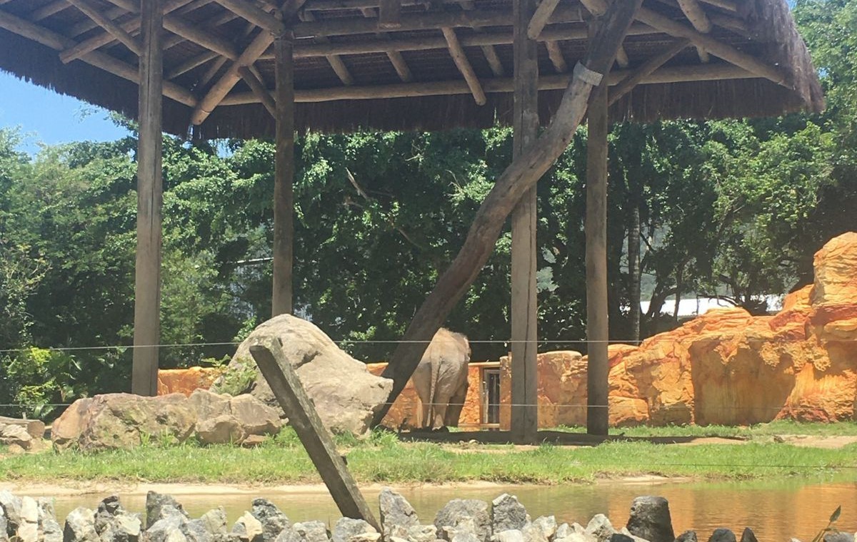 Elefante de zoológico fechado no Beto Carrero World tem transferência a SP suspensa após pedido de ONG