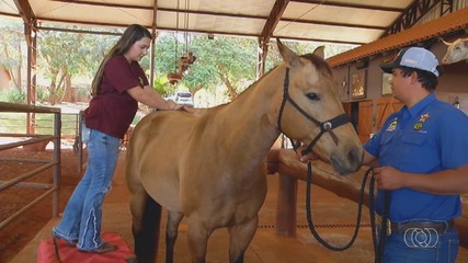 Técnica de quiropraxia é aplicada para aliviar dores em animais 'atletas'