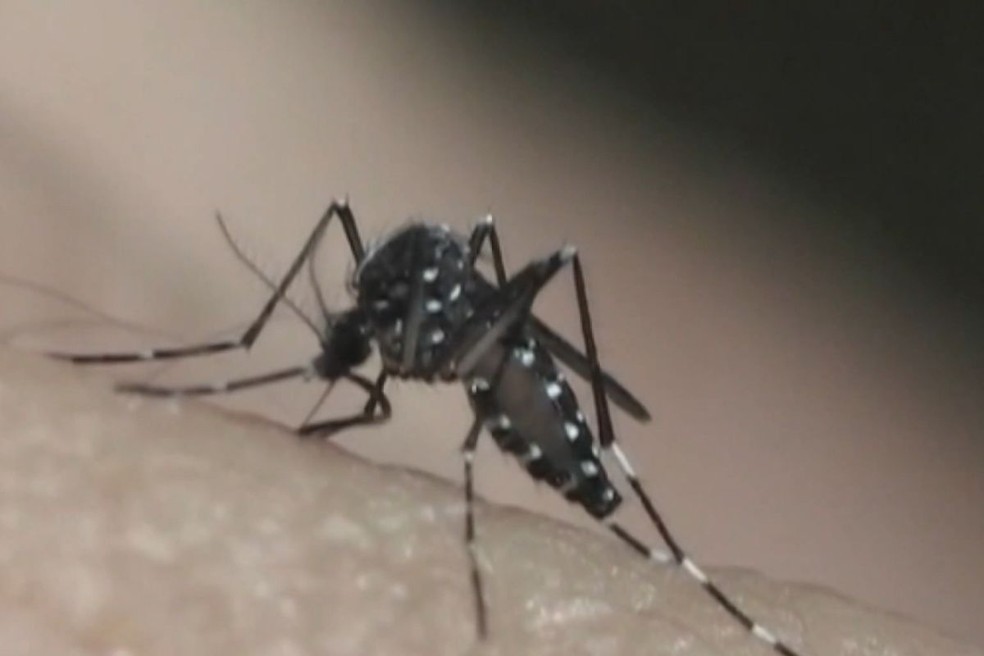 Aedes aegypti, mosquito transmissor da dengue. — Foto: Reprodução/TV Vanguarda