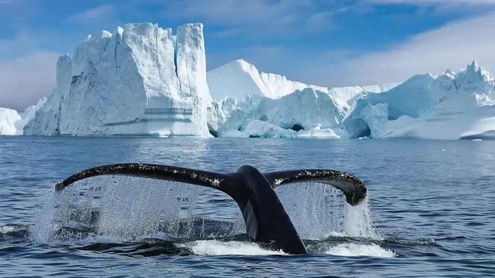Turismo de aventura é um dos foco na Groenlândia, incluindo observação de baleias — Foto: Getty Images via BBC