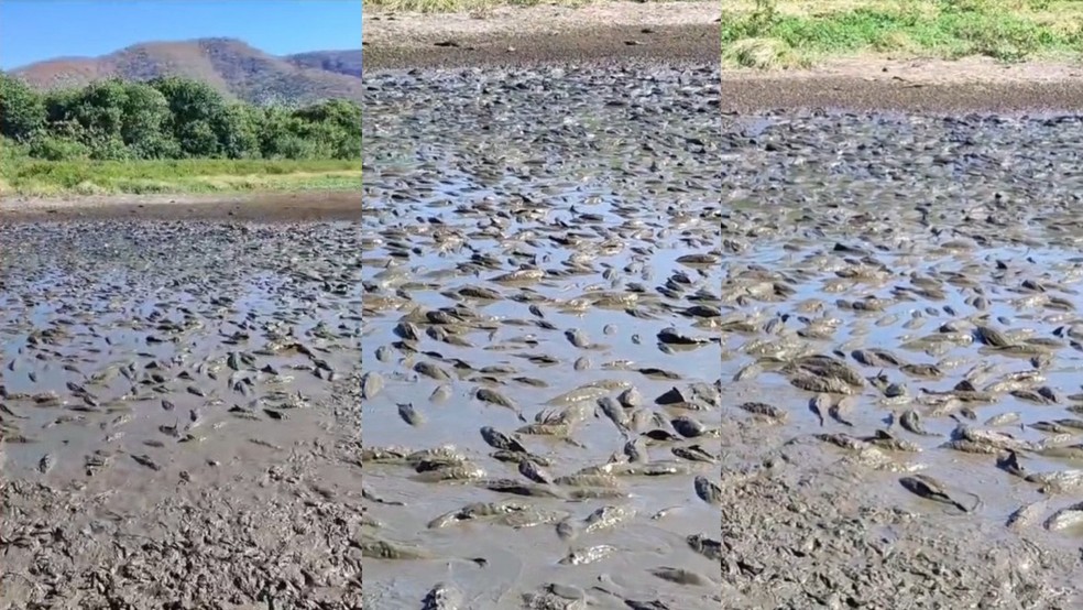 Peixes agonizam em lamaçal que foi baía, no Pantanal. — Foto: Reprodução