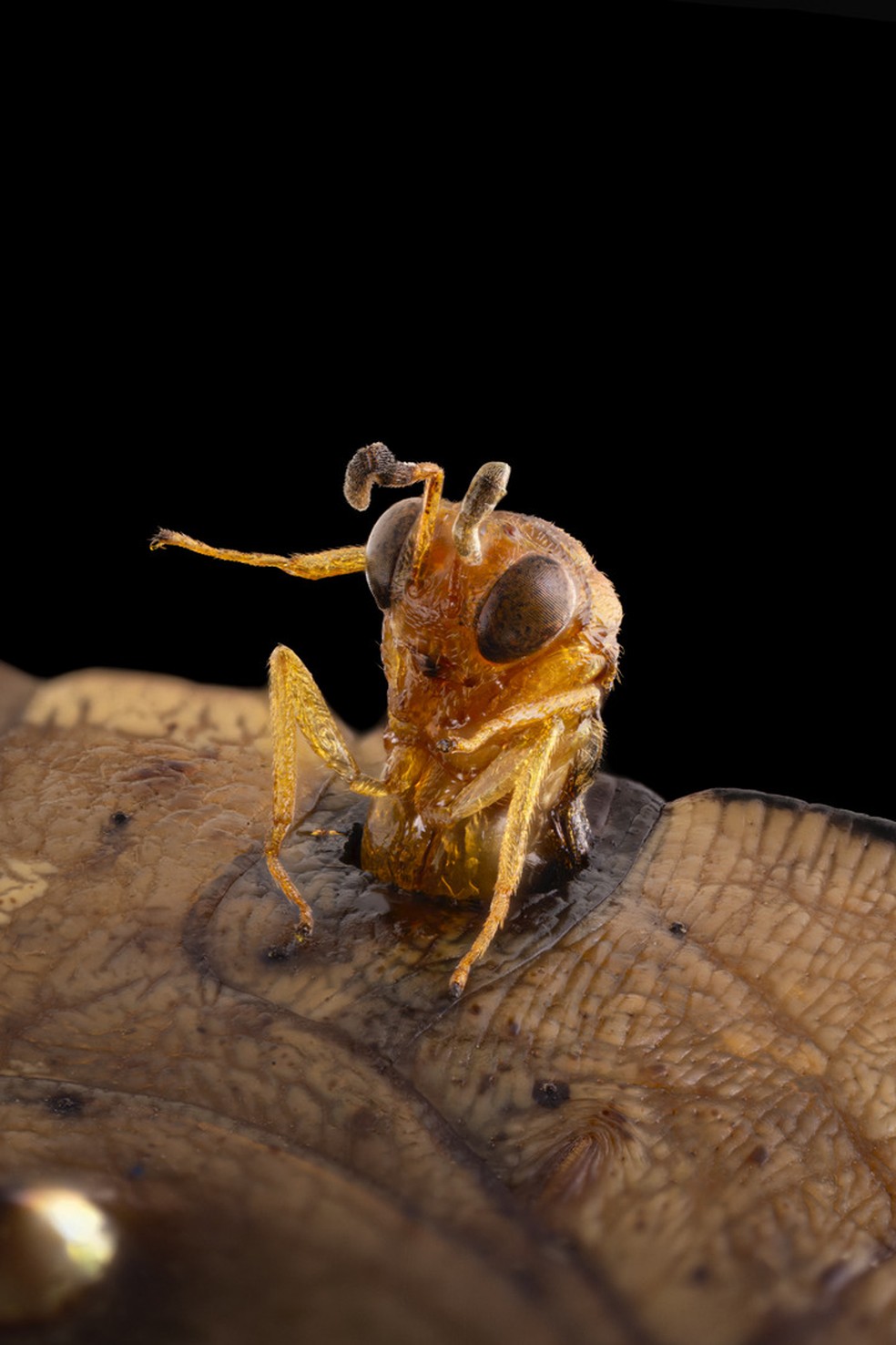 10º lugar: Vespa parasitoide emerge da crisálida de uma borboleta. — Foto: Michael Parra Puentes/Nikon Small World
