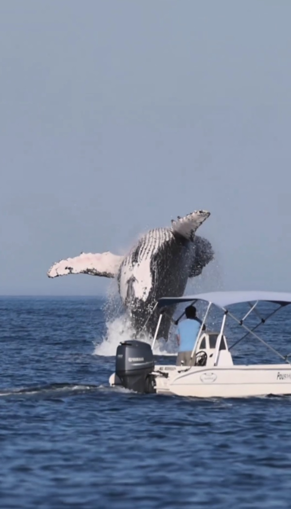 Espetáculo no mar: fotógrafo flagra salto de baleia-jubarte no litoral de SP; veja VÍDEO