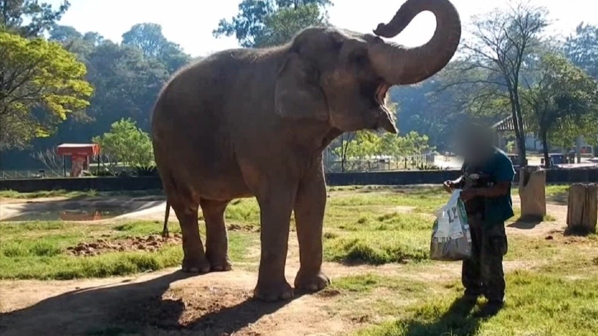 MP apura vídeo que mostra elefanta idosa em truque de circo com tratador em  zoo