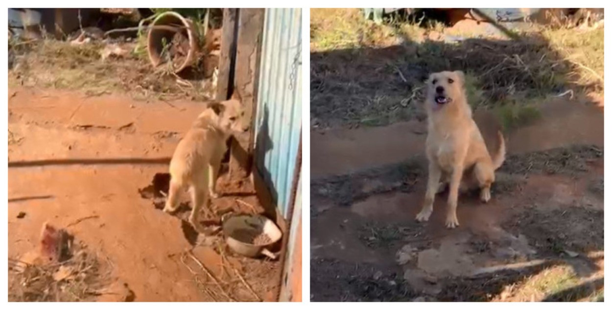 Cão é resgatado sem água em situação de abandono e tutor é preso por maus-tratos em Tambaú