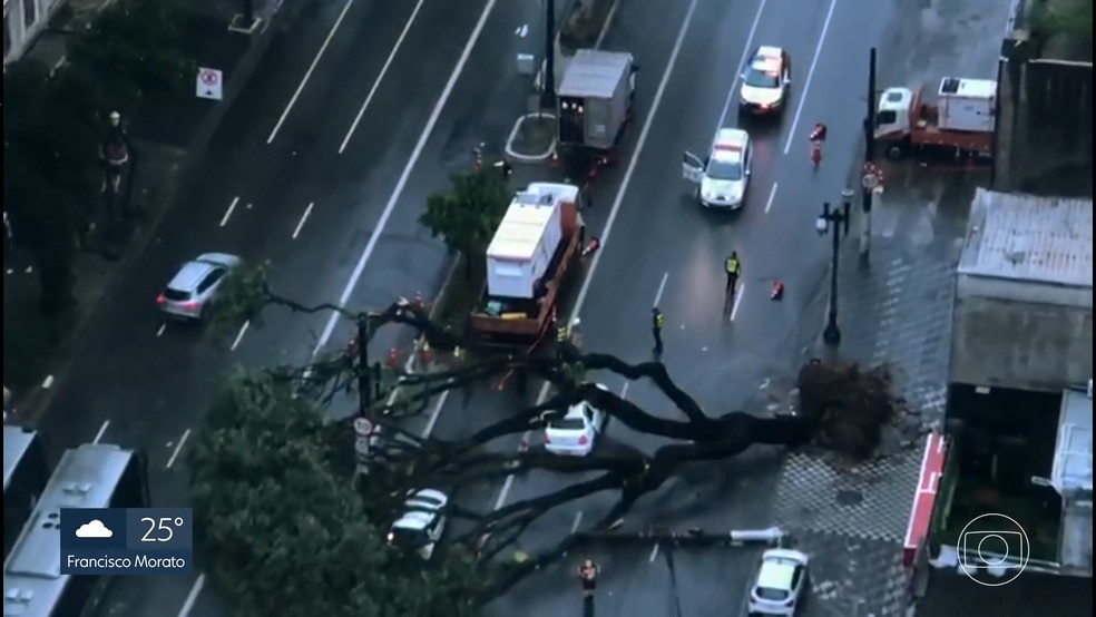 Árvore cai, atinge carro e deixa motorista morto no Centro de SP — Foto: Reprodução/TV Globo