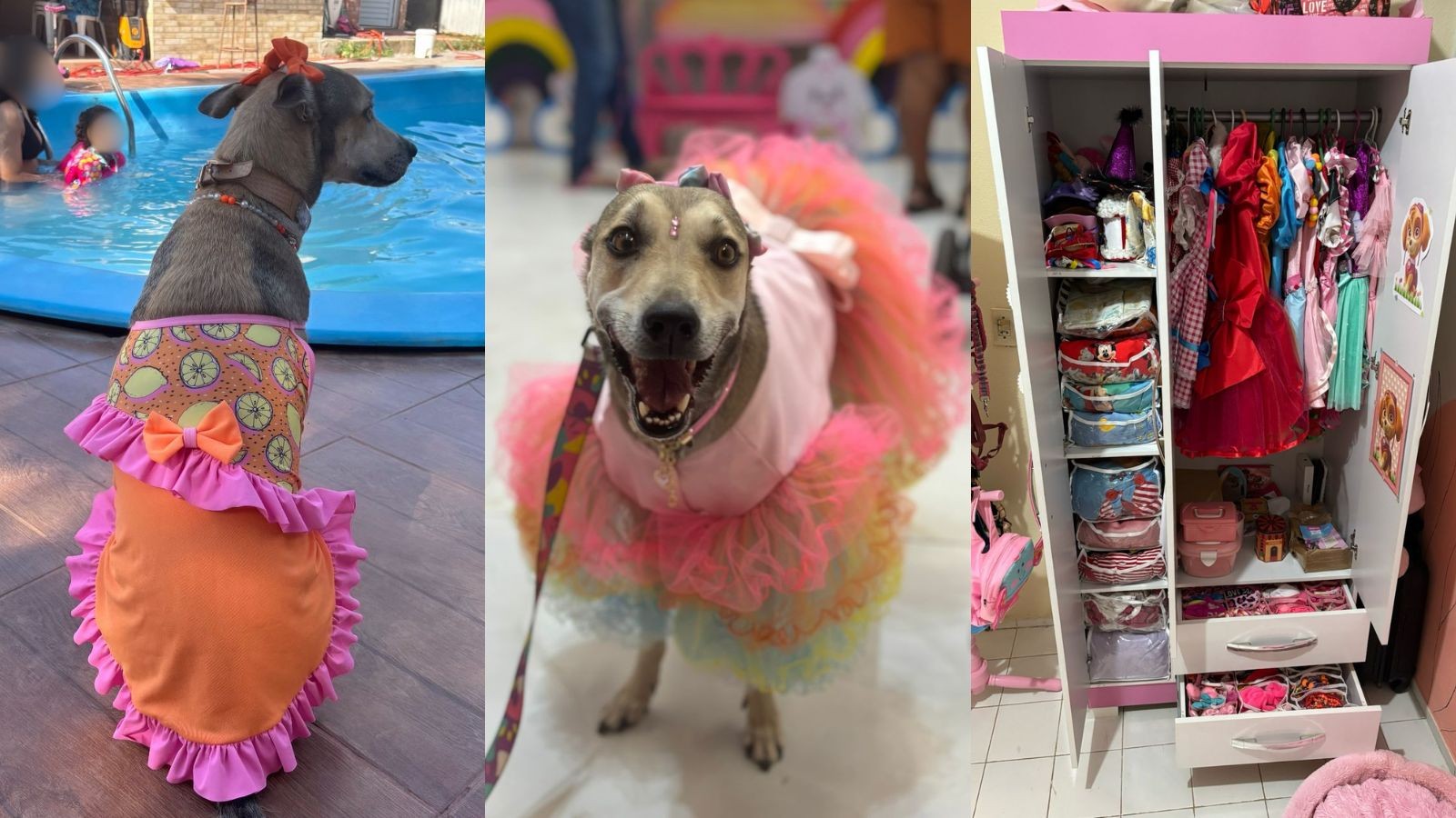Cadela ‘pet influencer’ resgatada de maus-tratos acumula quase 500 roupas e acessórios no PI