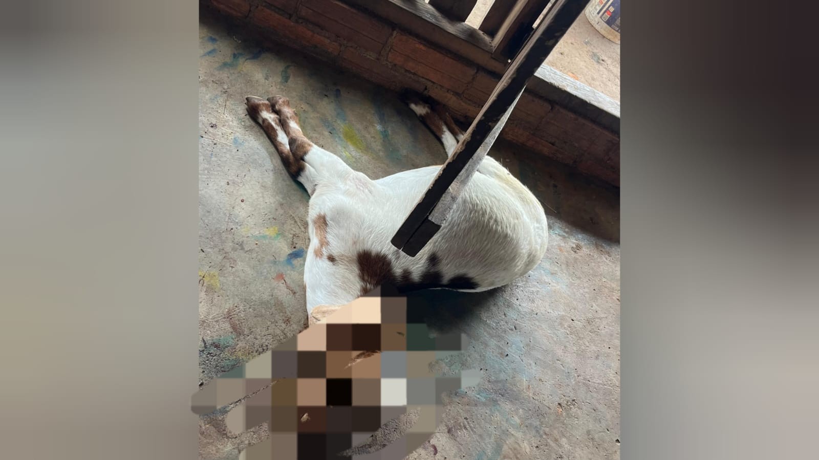 Após ameaçar companheira e matar cabra a golpes de ‘porrete’, homem é preso por violência doméstica em Óbidos