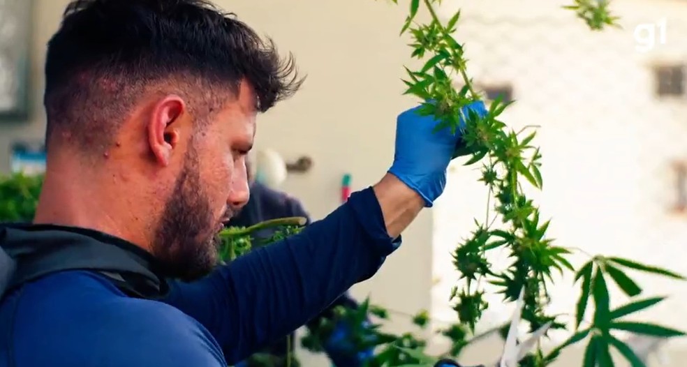 Laboratório industrial de cannabis medicinal na Paraíba. — Foto: Reprodução