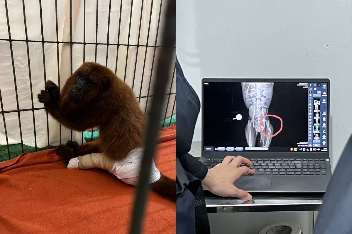 Fique por dentro: Bugio-ruivo 'César' é resgatado com fratura no fêmur; espécie é ameaçada de extinção