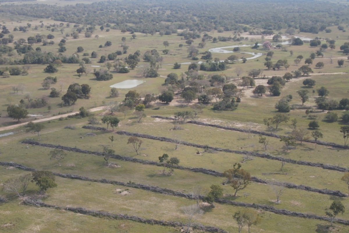 Desmatamento no Pantanal de MS cai 65% em 2025, aponta Inpe