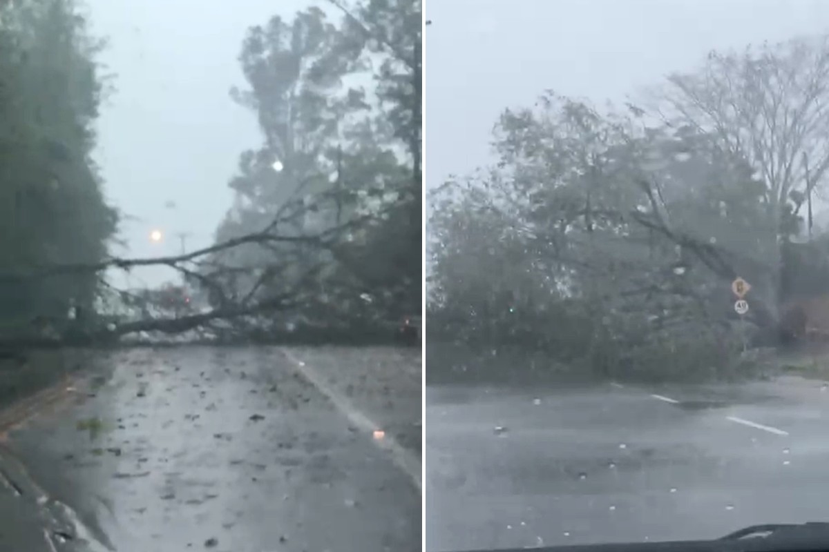 Chuva e ventos fortes provocam queda de árvores e postes na região de Presidente Prudente