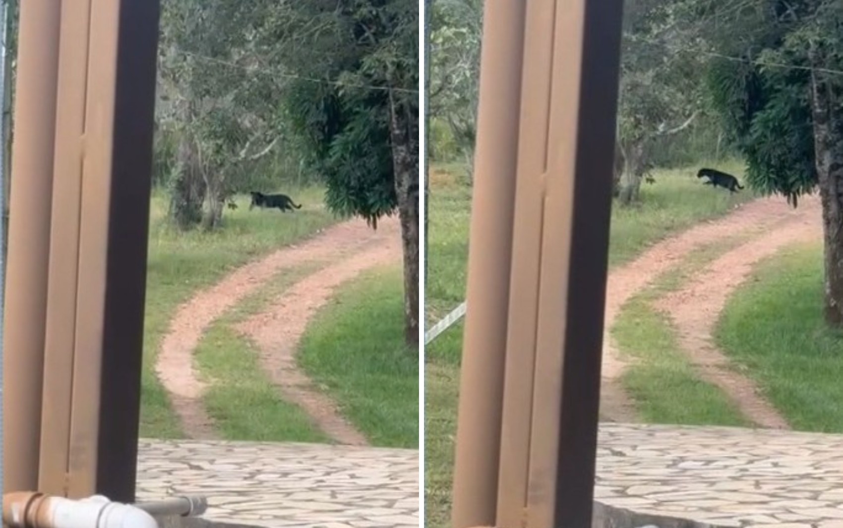 Onça-preta surpreende ao passar por alojamentos de parque em Pirenópolis; vídeo