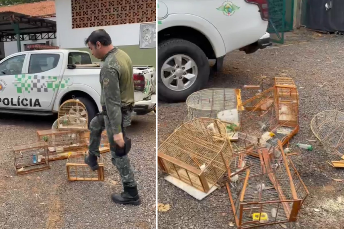 VÍDEO: Polícia Ambiental destrói gaiolas após resgate de aves silvestres no interior de SP