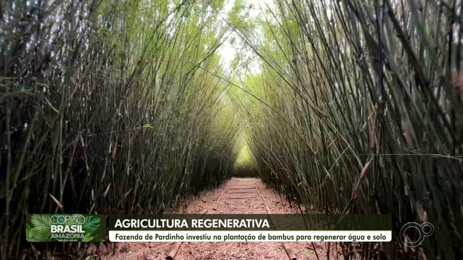 TV TEM na COP30: confira as reportagens da cobertura especial do evento em Belém 