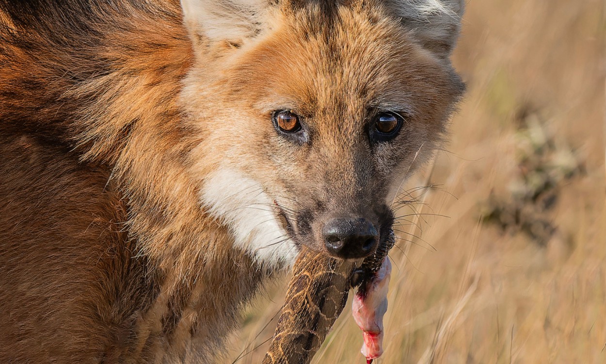 Lobo-guará é flagrado devorando urutu-cruzeiro na Serra da Canastra