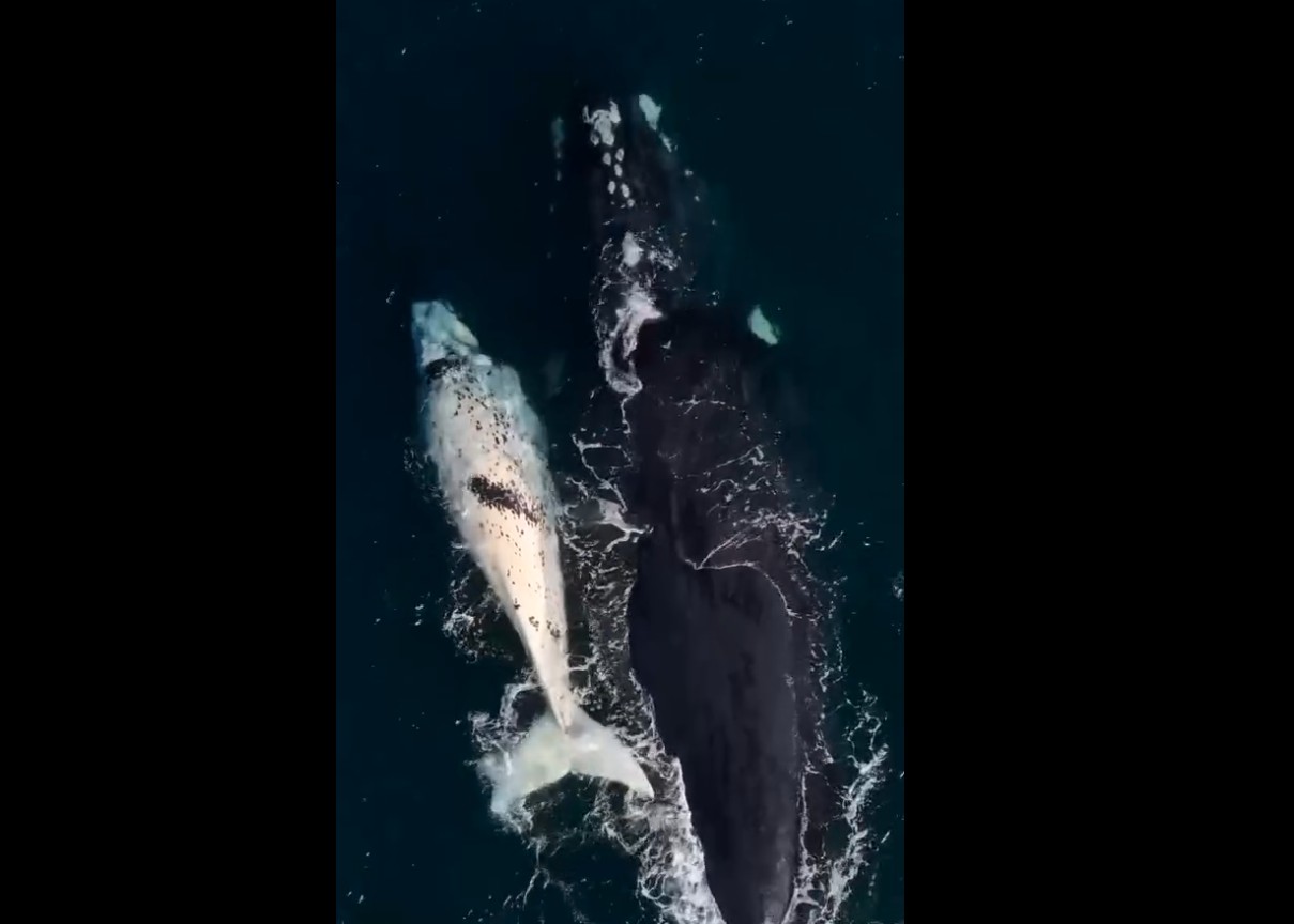 Filhote branco de baleia-franca aparece ao lado da mãe em registro raro em Arraial do Cabo