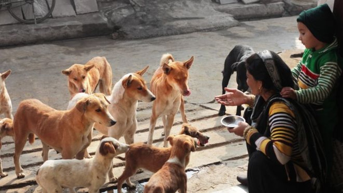 Melhor amigo? Experimento com cães de rua revela que eles nascem ...