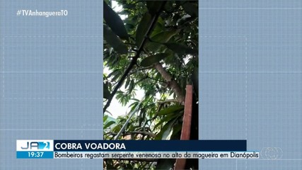 Bombeiros resgatam cobra que estava em pé de manga