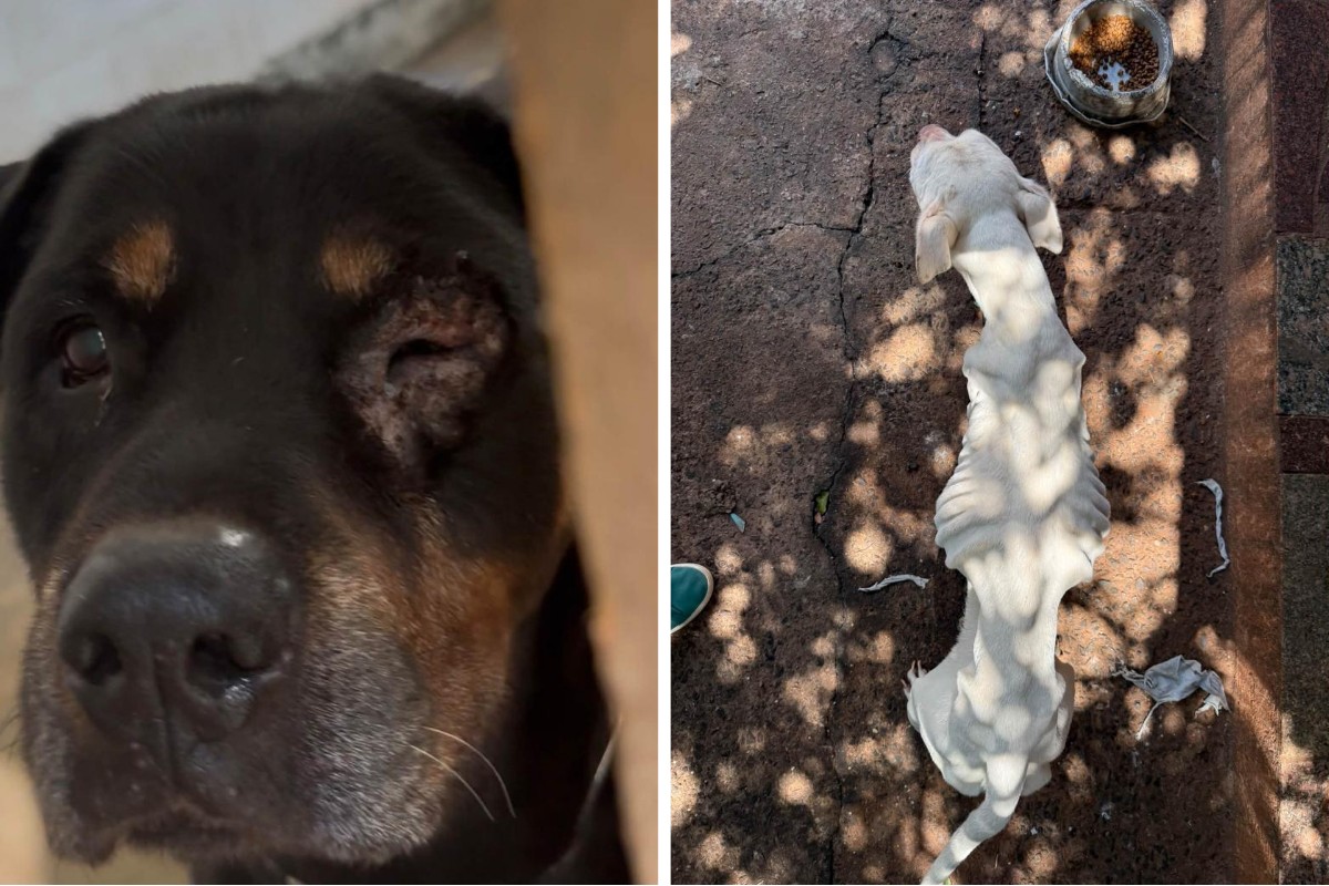 Polícia Civil prende dois suspeitos por maus-tratos a animais em Campinas​‌​
