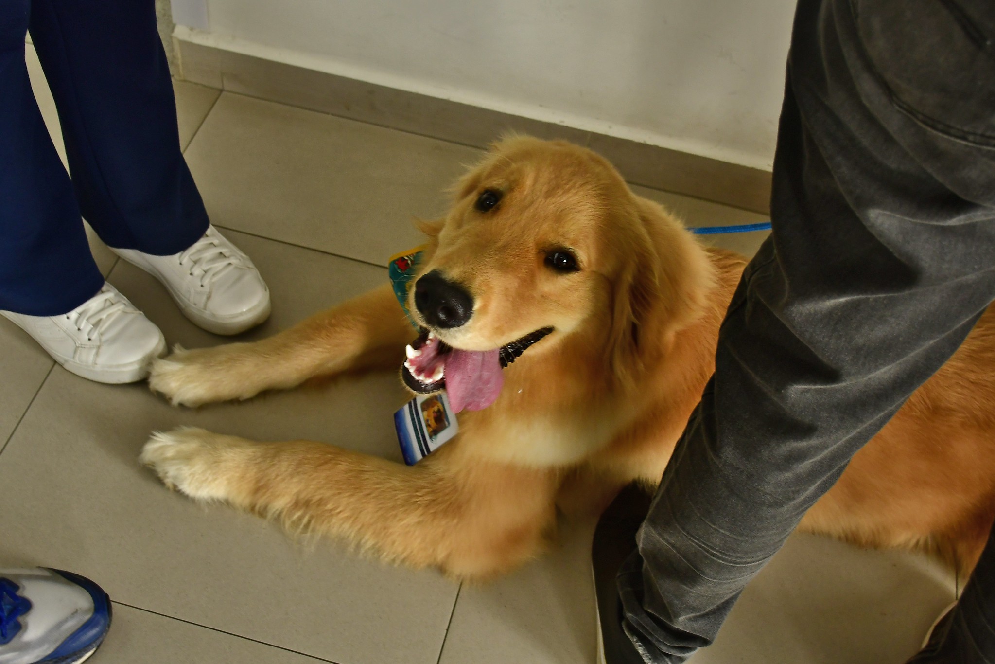 'Bichoterapia': Projeto leva cães 'terapeutas' para visitar pacientes internados em hospital no litoral de SP
