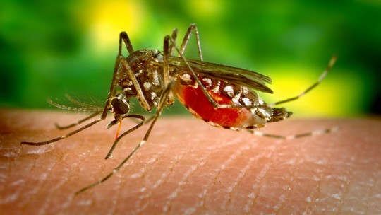 Brasil passa de 4 milhões de casos de dengue, com quase 2 mil mortes - Foto: (CDC)