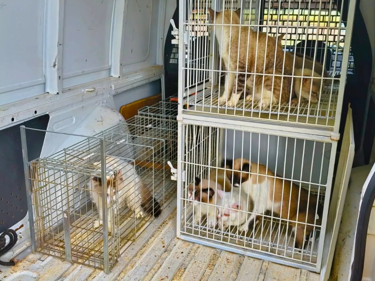 Polícia resgata quase 80 animais e prende homem por maus-tratos no interior de SP