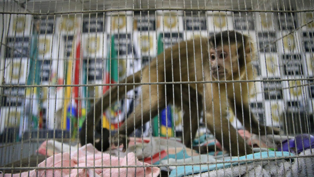 Polícia apreende macaco-prego com suspeito durante operação contra roubos a casas no RS
