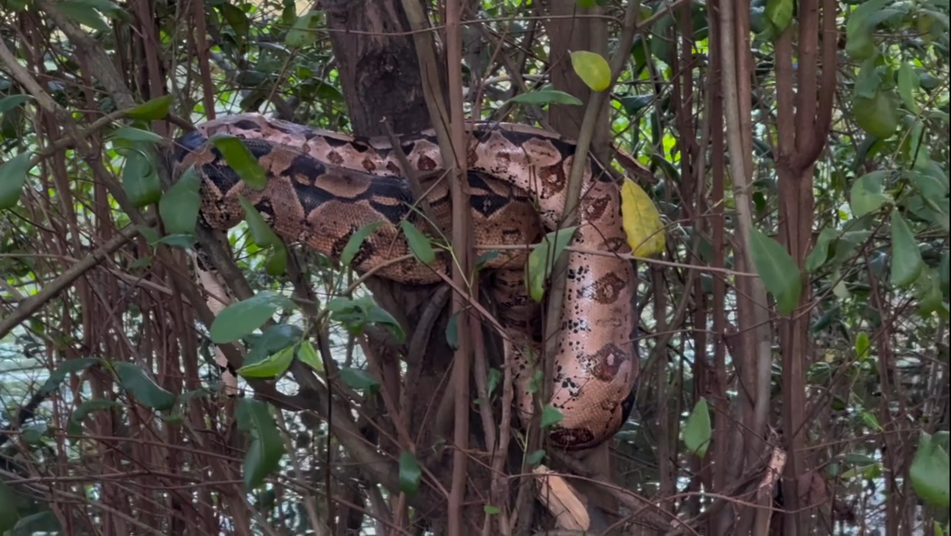 Cobra gigante no Parque das Graças: entenda por que jiboia não pode ser resgatada após comer e 'deu perdido' em brigada