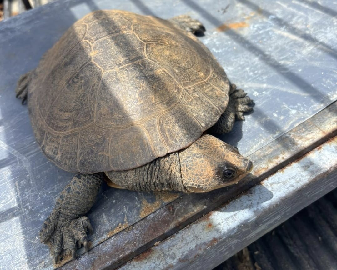 Cágado-do-paraíba é resgatado em Valença