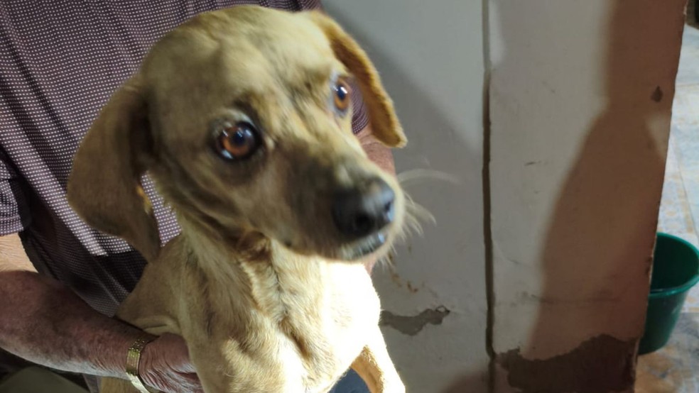 C&atilde;ozinho foi salvo pelos bombeiros de Araguari &mdash; Foto: Corpo de Bombeiros/Divulga&ccedil;&atilde;o