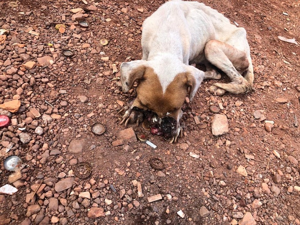 Cadela foi encontrada com a boca dilacerada — Foto: Polícia Civil 
