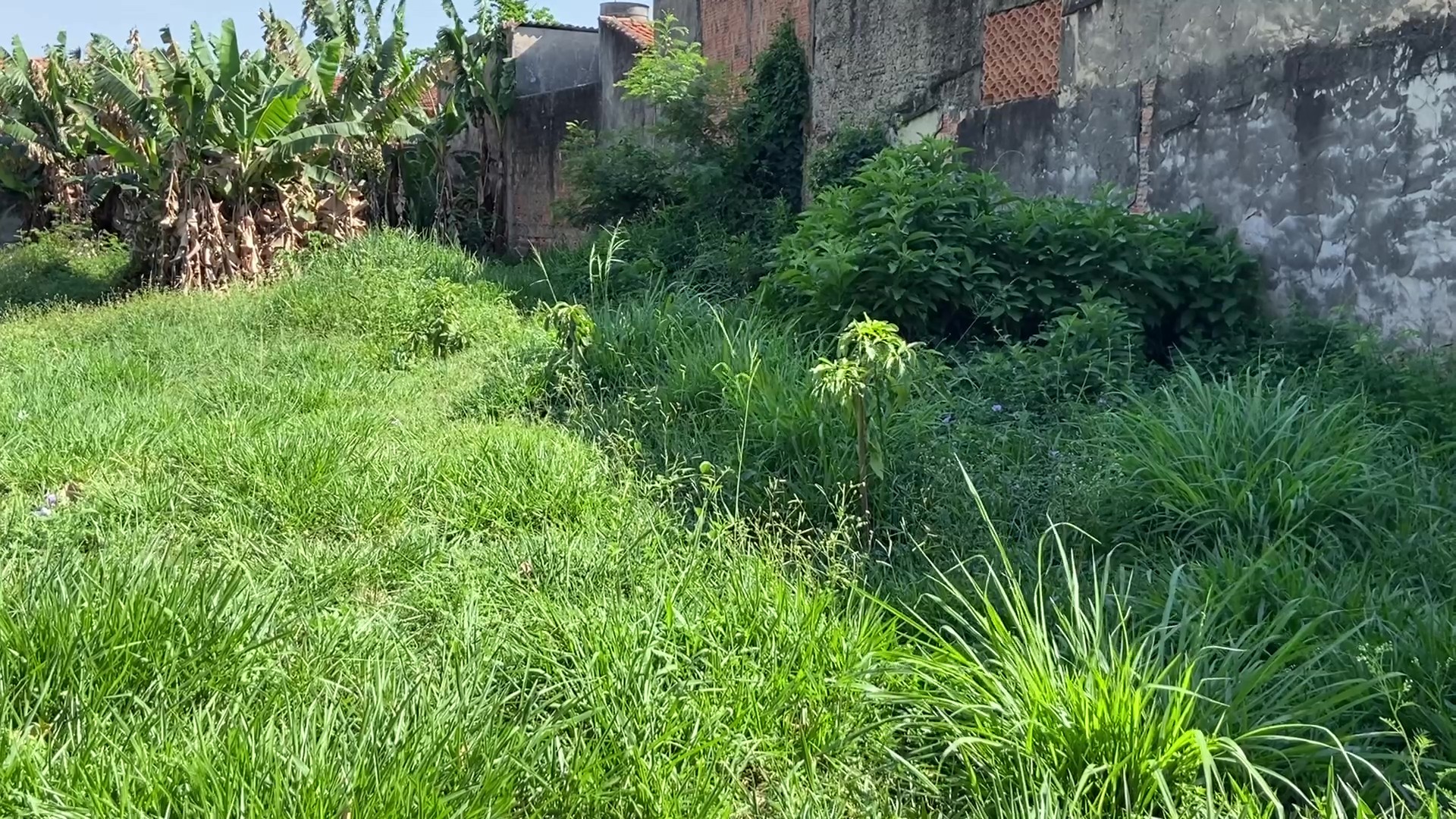 Moradores de Piracicaba pedem melhorias em área verde com mato alto e falta de opções de lazer