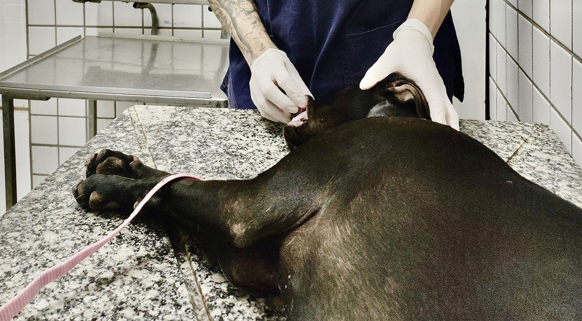 Número de castrações de animais tem queda na rede municipal de Piracicaba