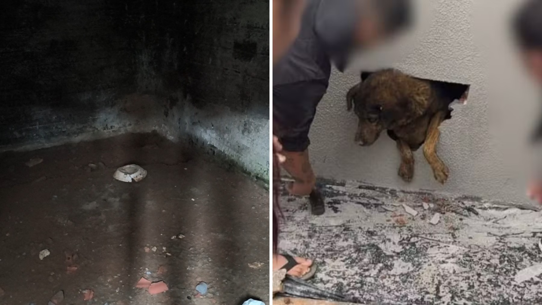 Veja espaço onde cadela ficou presa em parede concretada no Paraná; pedreiros afirmam que não viram e nem ouviram o animal