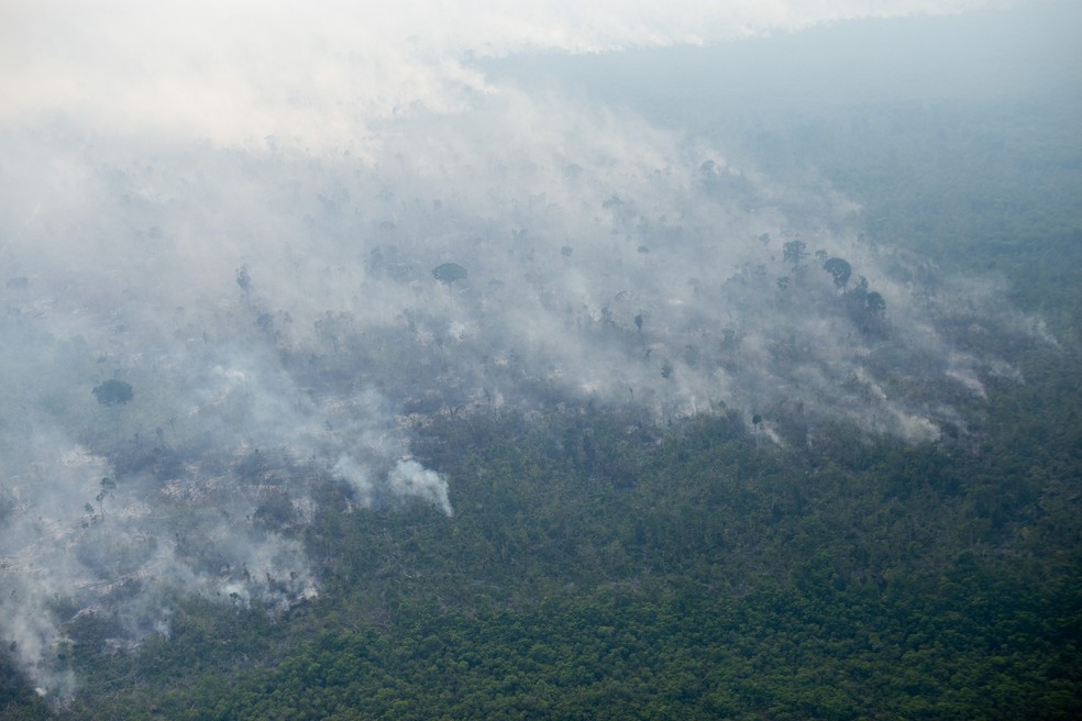 Área sob alertas de desmatamento em Rondônia apresenta maior redução dos últimos 5 anos — Foto: © Nilmar Lage / Greenpeace / Divulgação