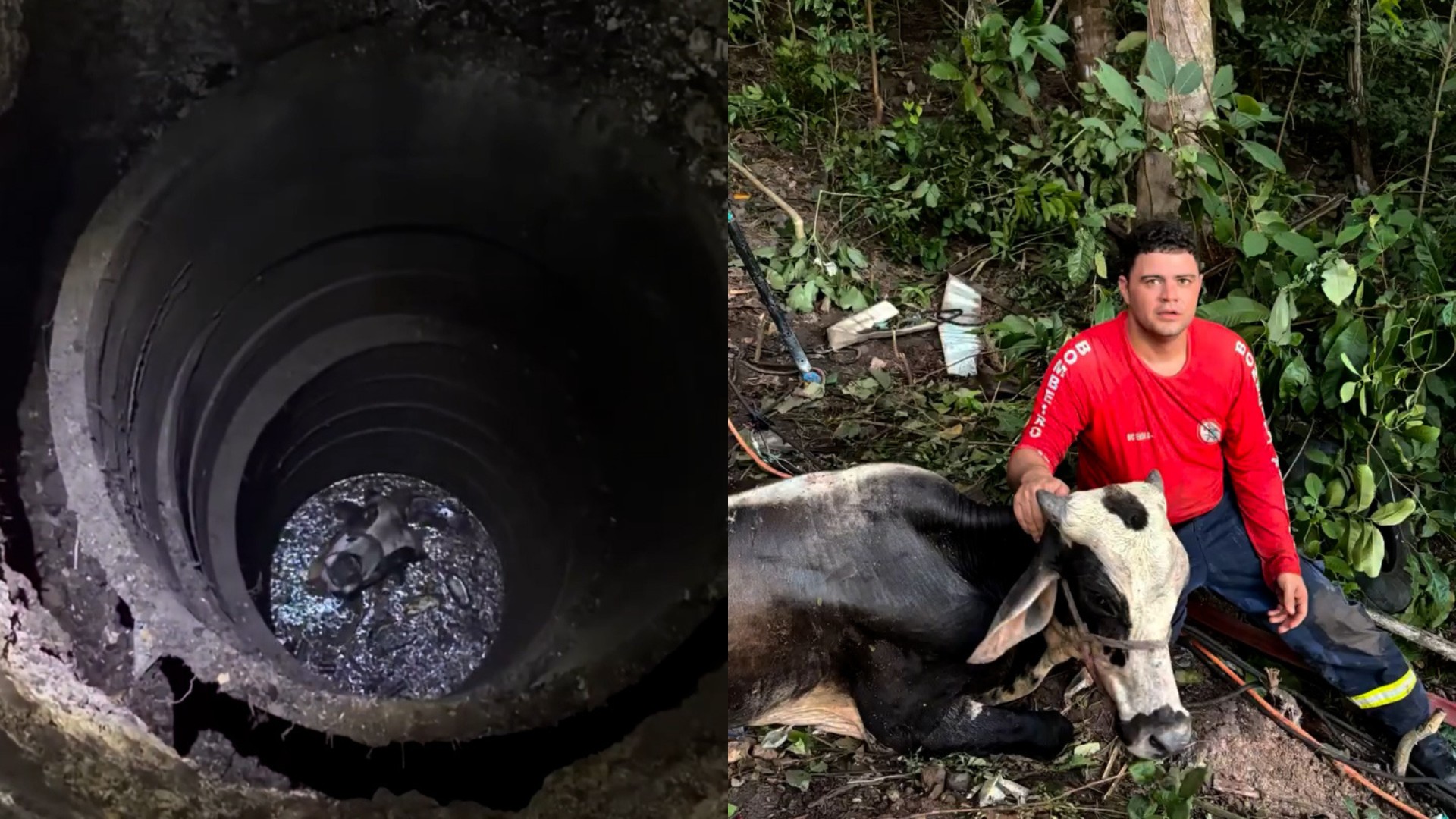 VÍDEO: Bombeiros resgatam boi que caiu em poço desativado em Chapadinha