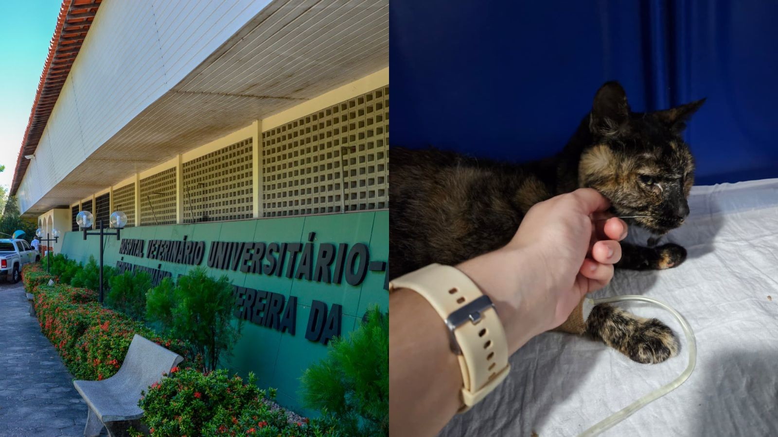 Internações e exames são suspensos no Hospital Veterinário da UFPI após paralisação de terceirizados