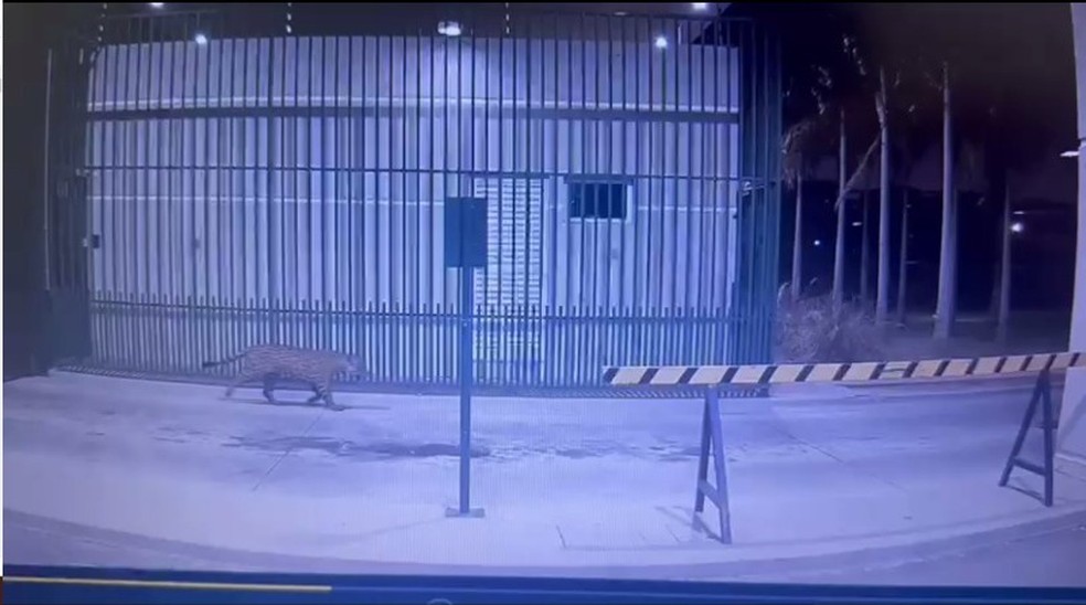 Onça-pintada em condomínio de Ji-Paraná, RO — Foto: Reprodução/Redes Sociais