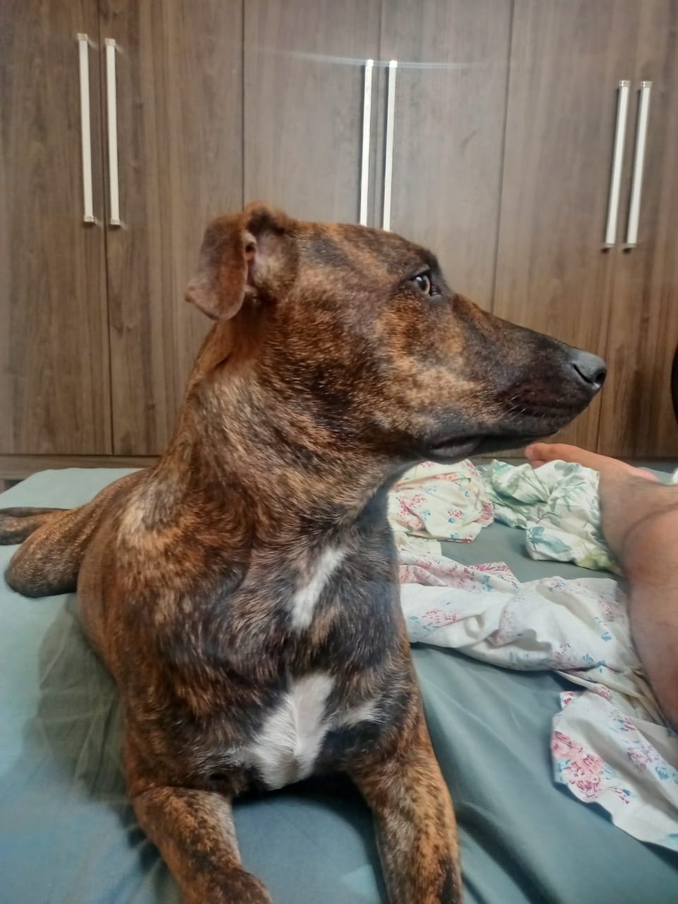 Apollo é o único pet do casal que não estava no carro no momento do acidente — Foto: Arquivo Pessoal