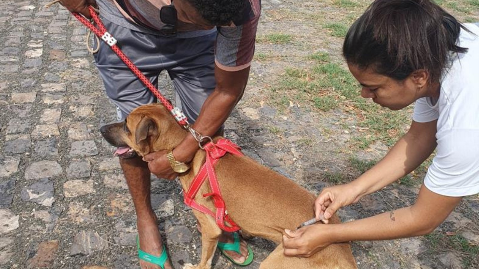 Vacinação contra a raiva é aplicada em mais de 130 postos de Teresina no sábado (9); veja locais