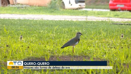 Ataques da ave quero-quero são comuns em áreas urbanas; entenda