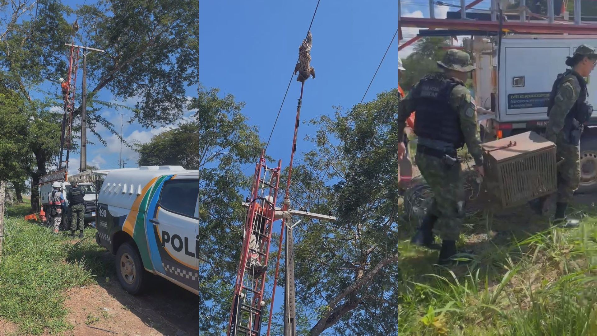 VÍDEO: Bicho-preguiça é resgatado após ficar pendurado em fio de rede elétrica, em Macapá